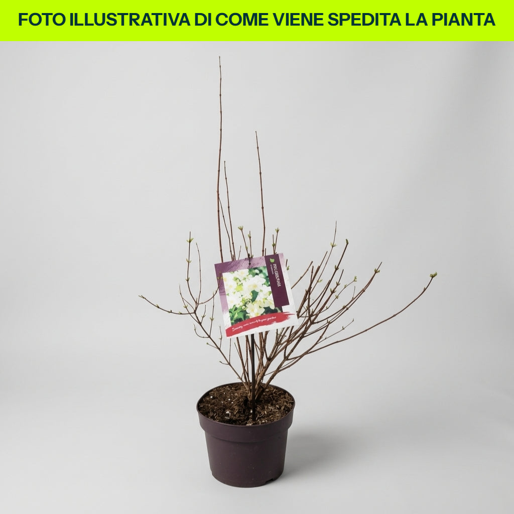 Philadelphus Lemoinei in Vaso da 18cm