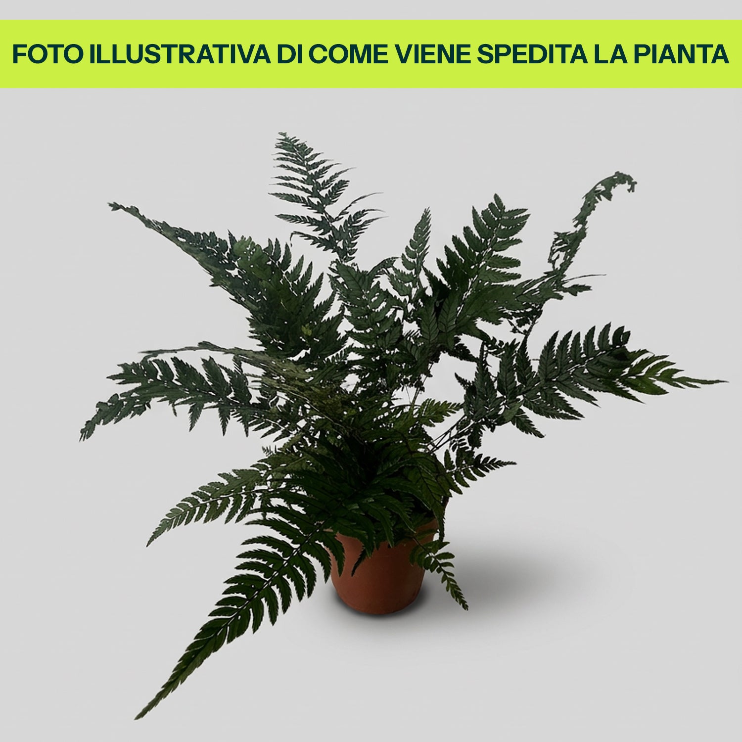 Guzmania Yeltix en pot de 12 cm