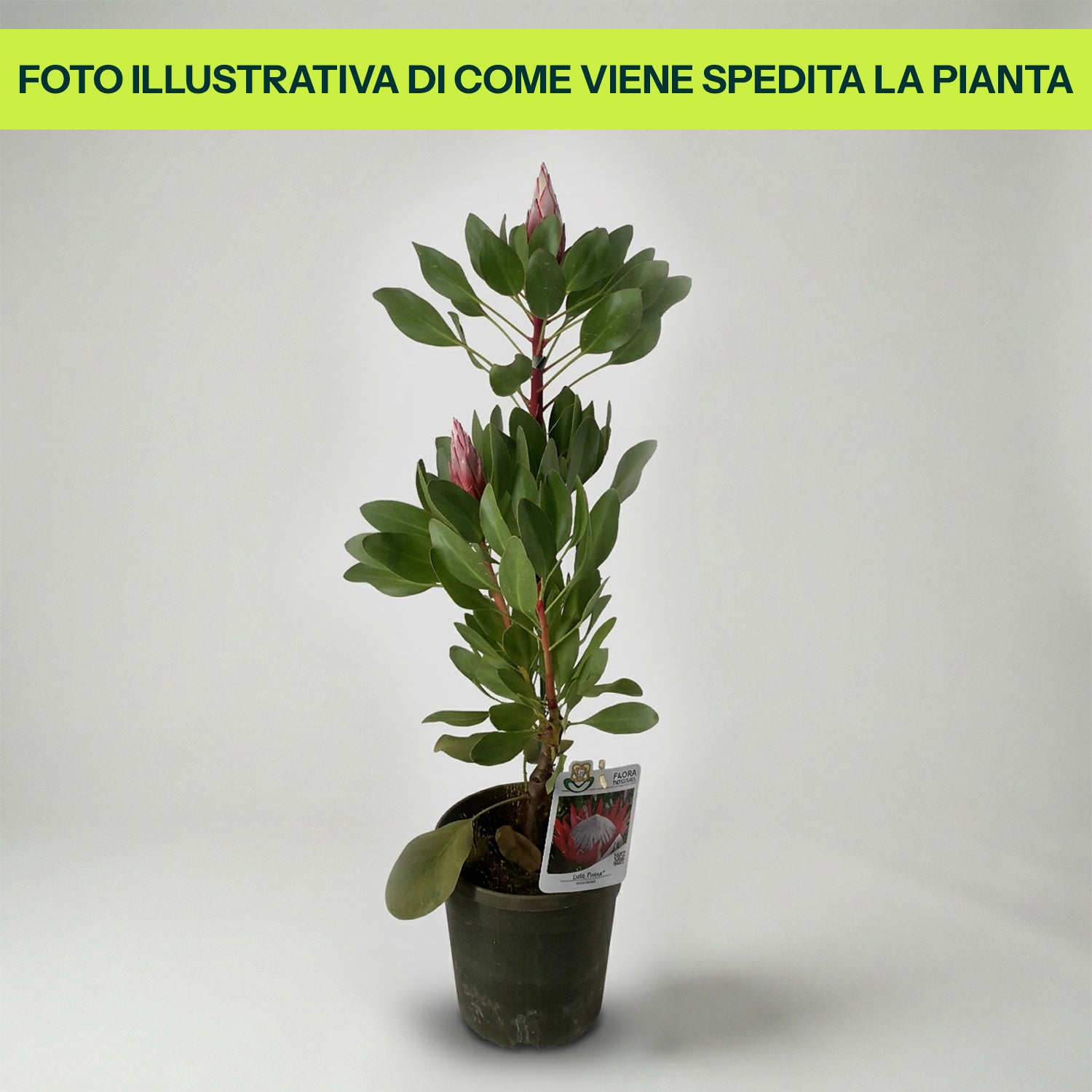 Protea Little Prince in Vaso da 17cm