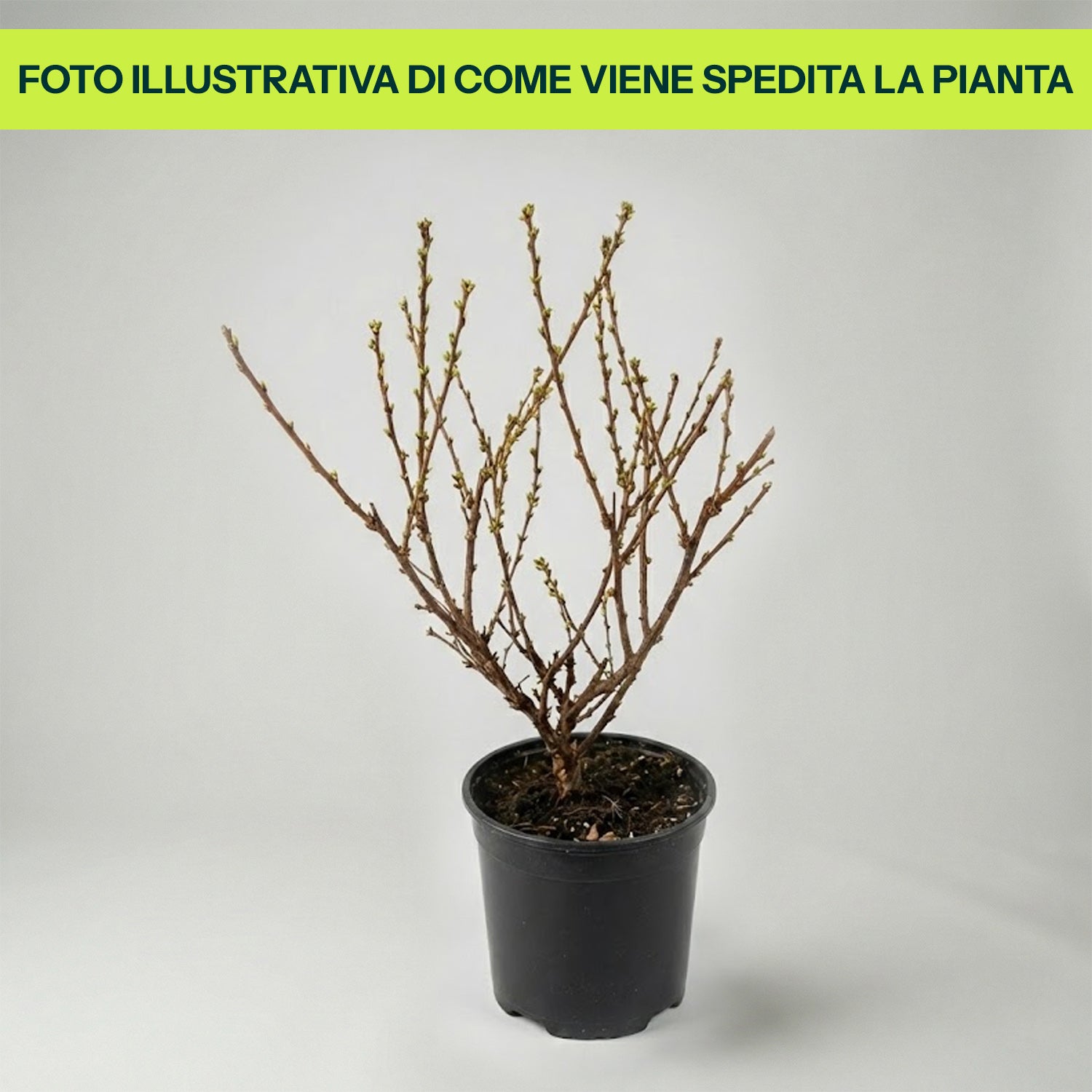 Prunus Tomentosa in Vaso da 17cm