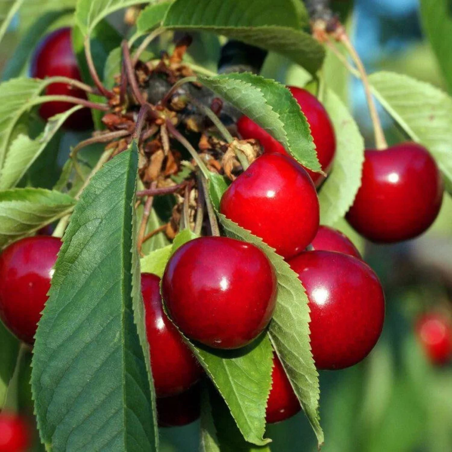 Prunus Avium Sunburst Ciliegio Nano in vaso da 18cm