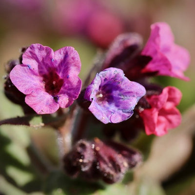 Pulmonaria in Vaso da 15cm