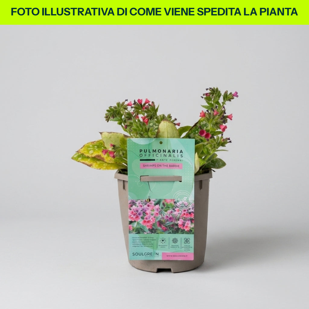 Pulmonaria in Vaso da 15cm