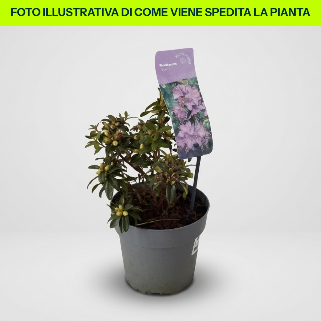 Rododendro Blue Tit in Vaso da 17cm