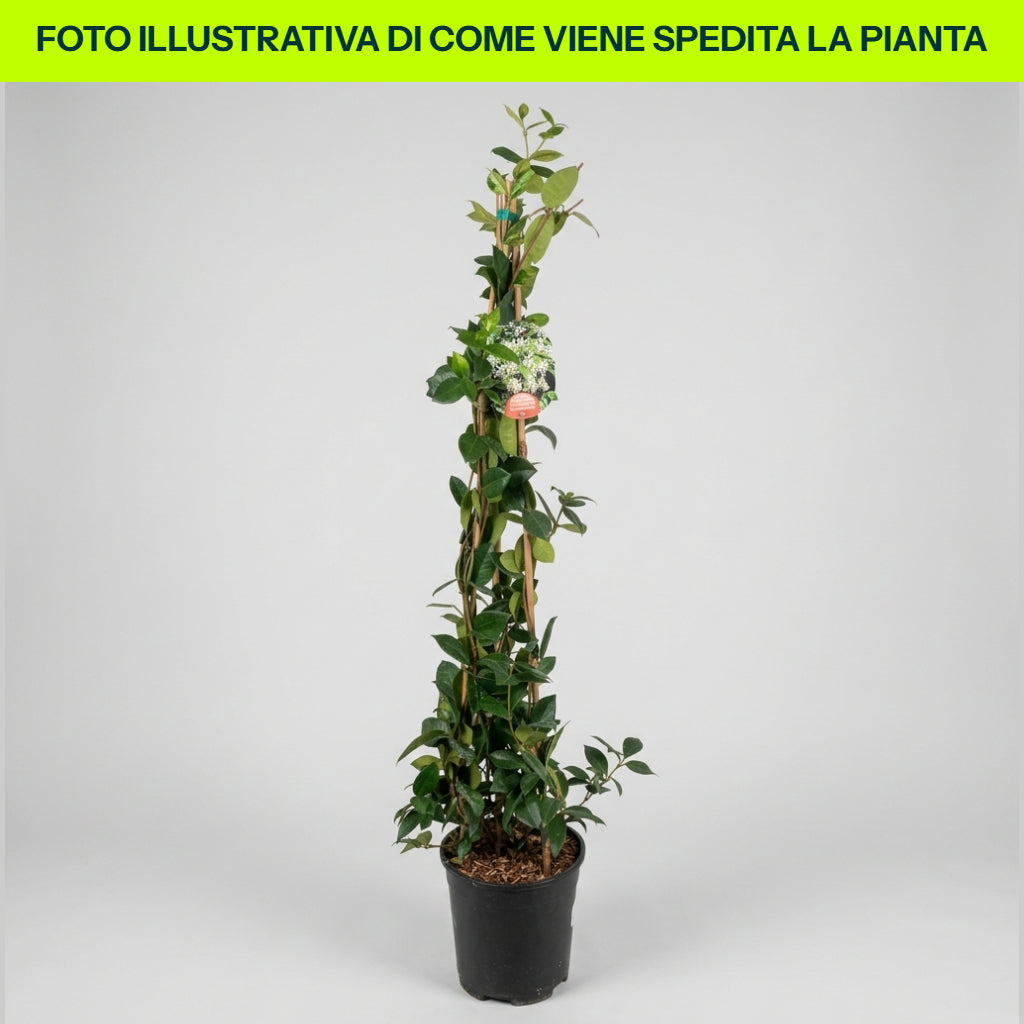 Rhyncospermum jasminoides oder Falscher Jasmin, 17-cm-Topf