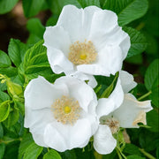 Rosa Rugosa Angelia Bianca in vaso da 18cm
