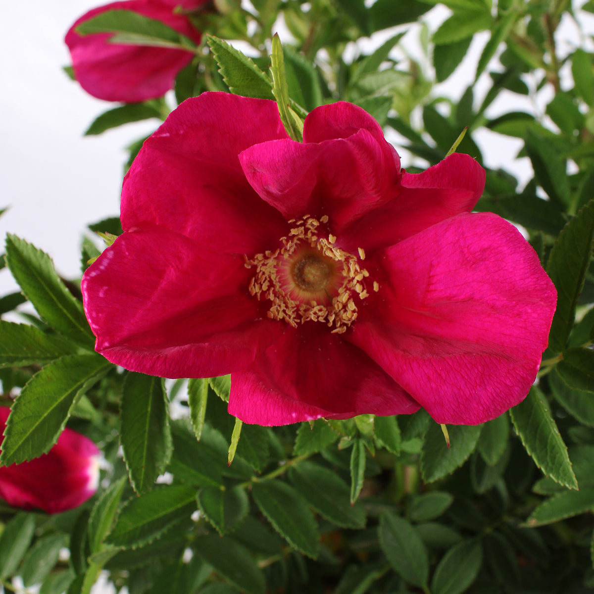 Rosa Rugosa Strandperle Amrum in vaso da 18cm
