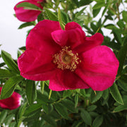Rosa Rugosa Strandperle Amrum in vaso da 18cm