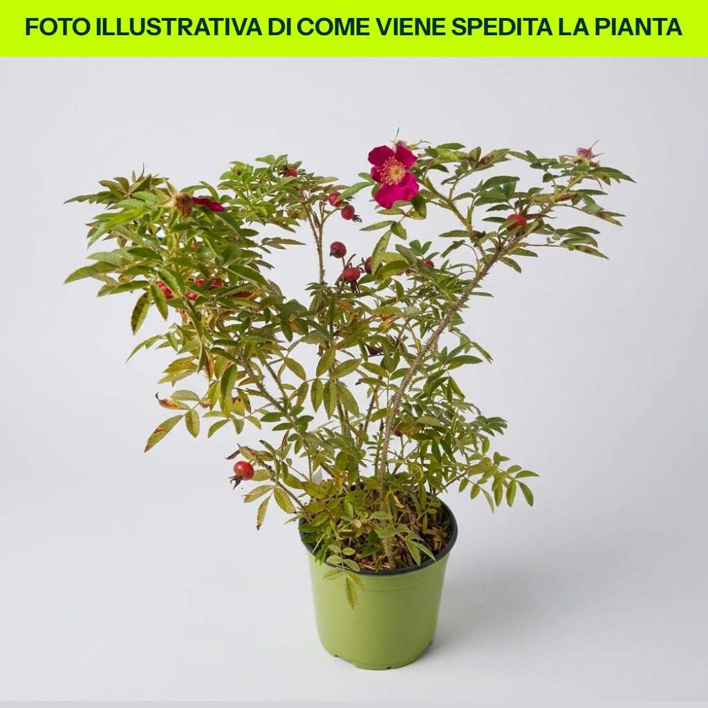 Rosa Rugosa Strandperle Amrum in vaso da 18cm