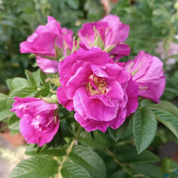 ROSA RUGOSA ANGELIA PINK 01.jpg