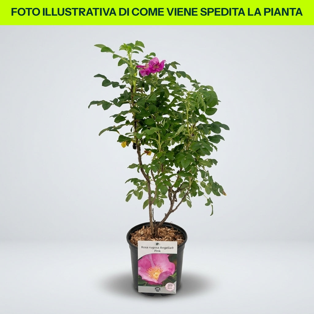 ROSA RUGOSA ANGELIA PINK 02.jpg