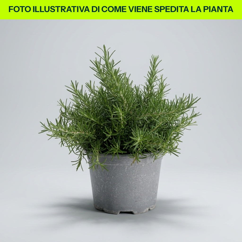 ROSMARINO PROSTRATO IN VASO 18CM