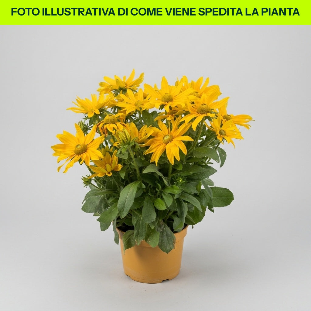 RUDBECKIA HIRTA RUDY, DOPPELTE GELBE ZITRONE IM TOPF, 18 CM