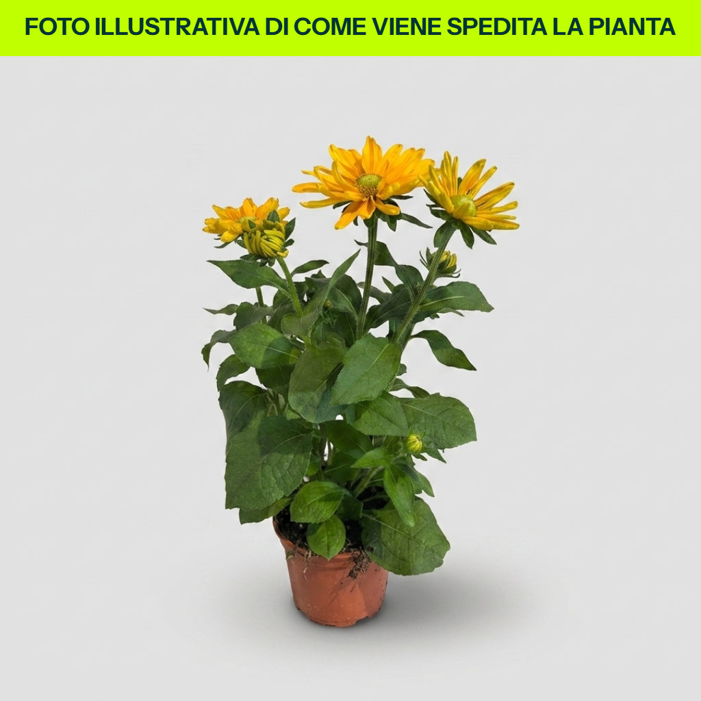 RUDBECHIA IN VASO DA 14CM