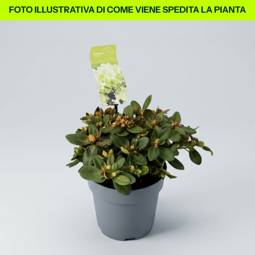 Guzmania Yeltix im 12-cm-Topf