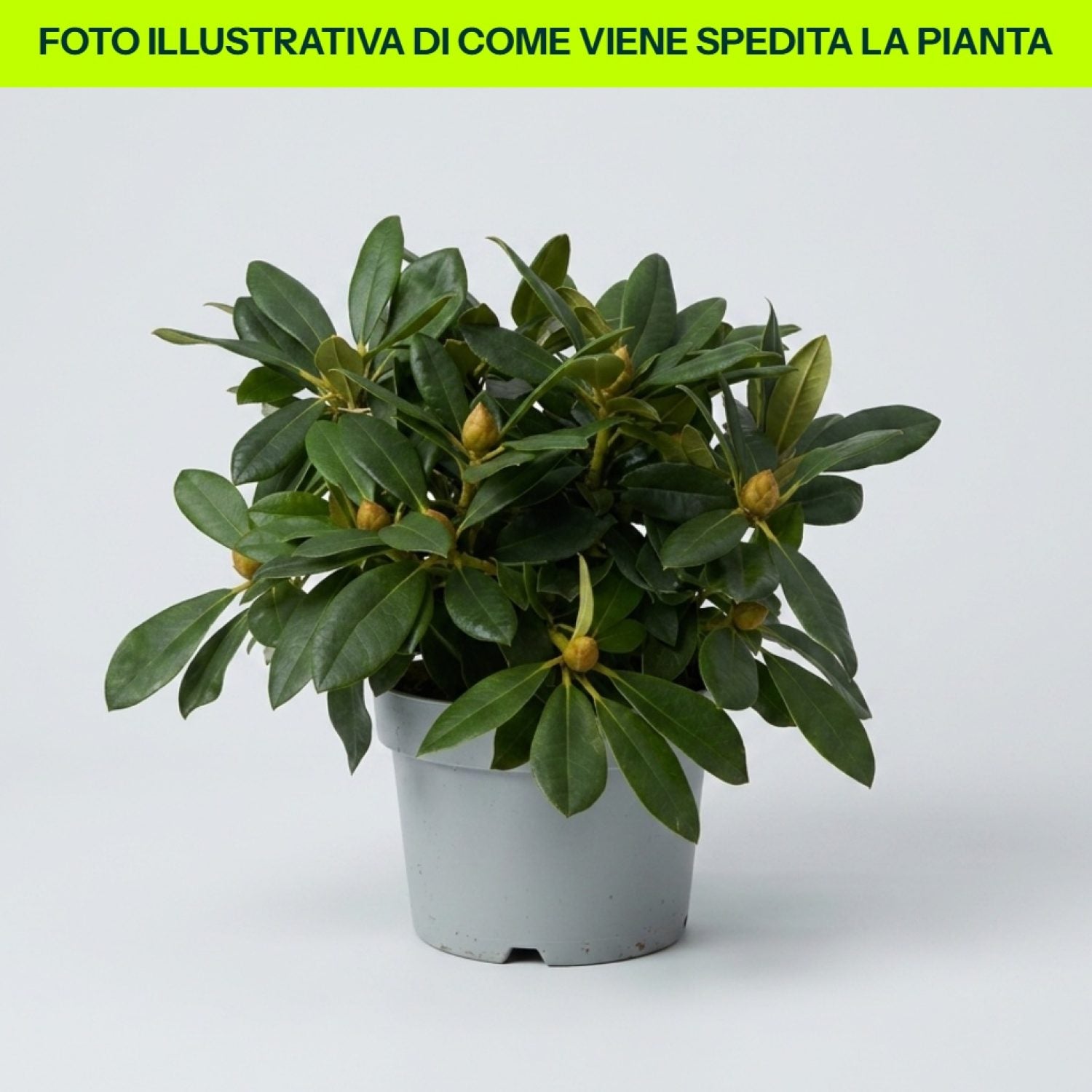 Rododendro Percy Wiseman in vaso da 17cm
