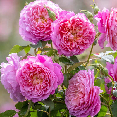 Rosa Emma Bridgewater in Vaso da 19cm