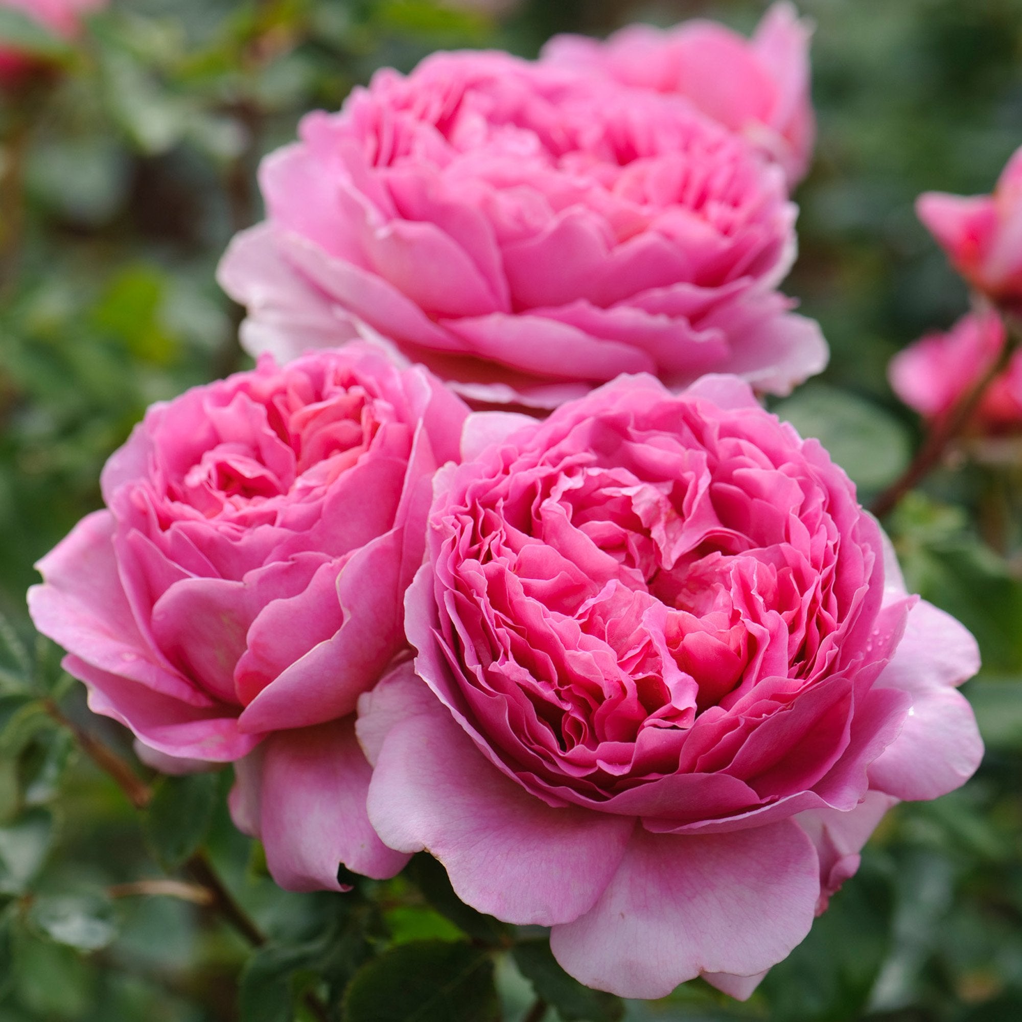 Rosa Princess Alexandra of Kent in Vaso da 19cm