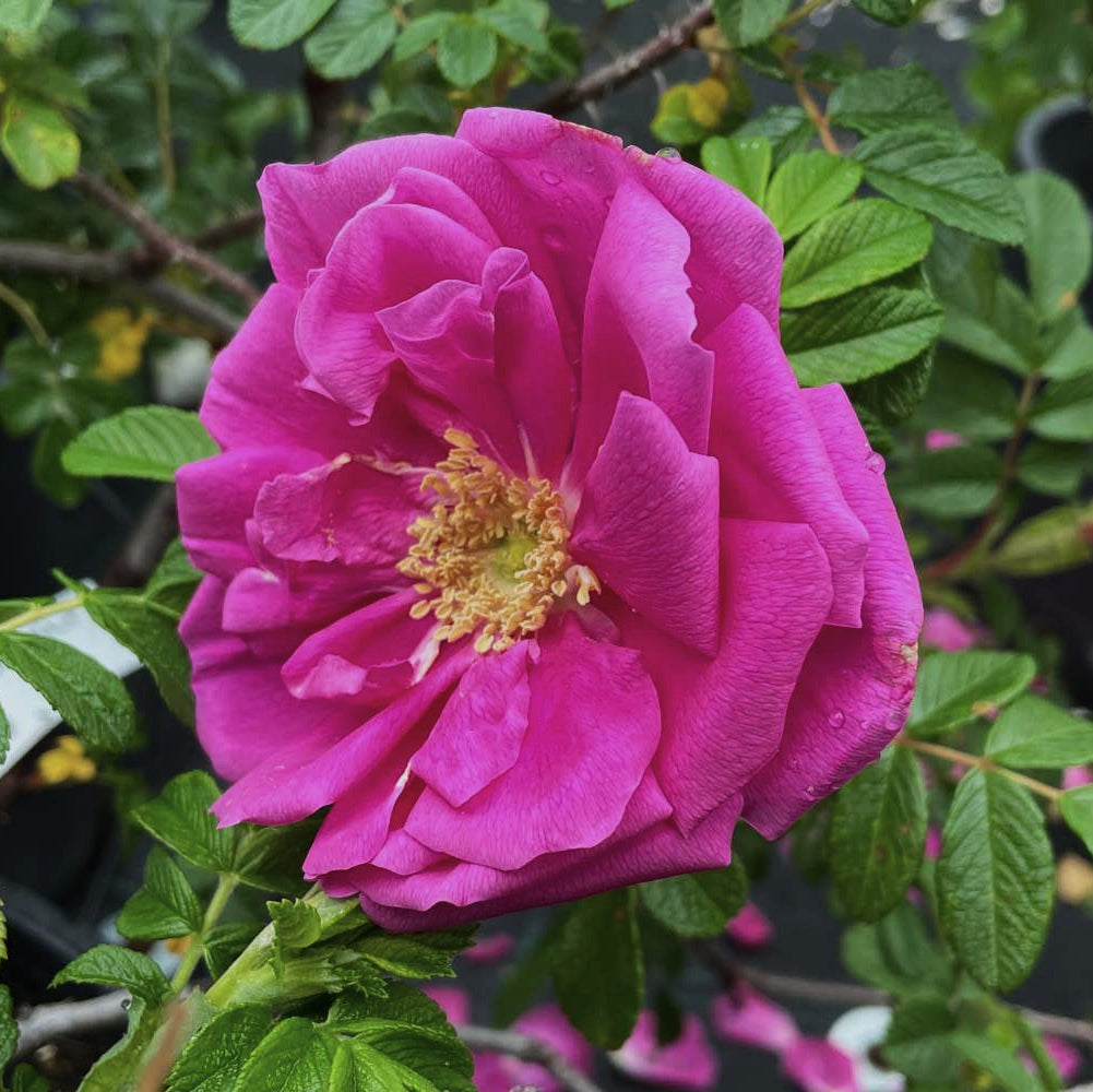 Rosa Rugosa Dark Foxy in vaso da 18cm