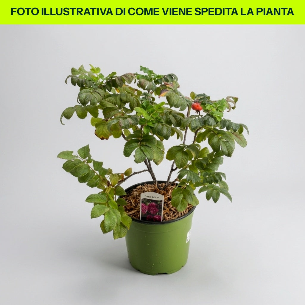 Rosa Rugosa Dark Foxy in vaso da 18cm