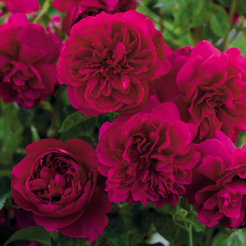 Rosa Thomas Beckett in Vaso da 19cm