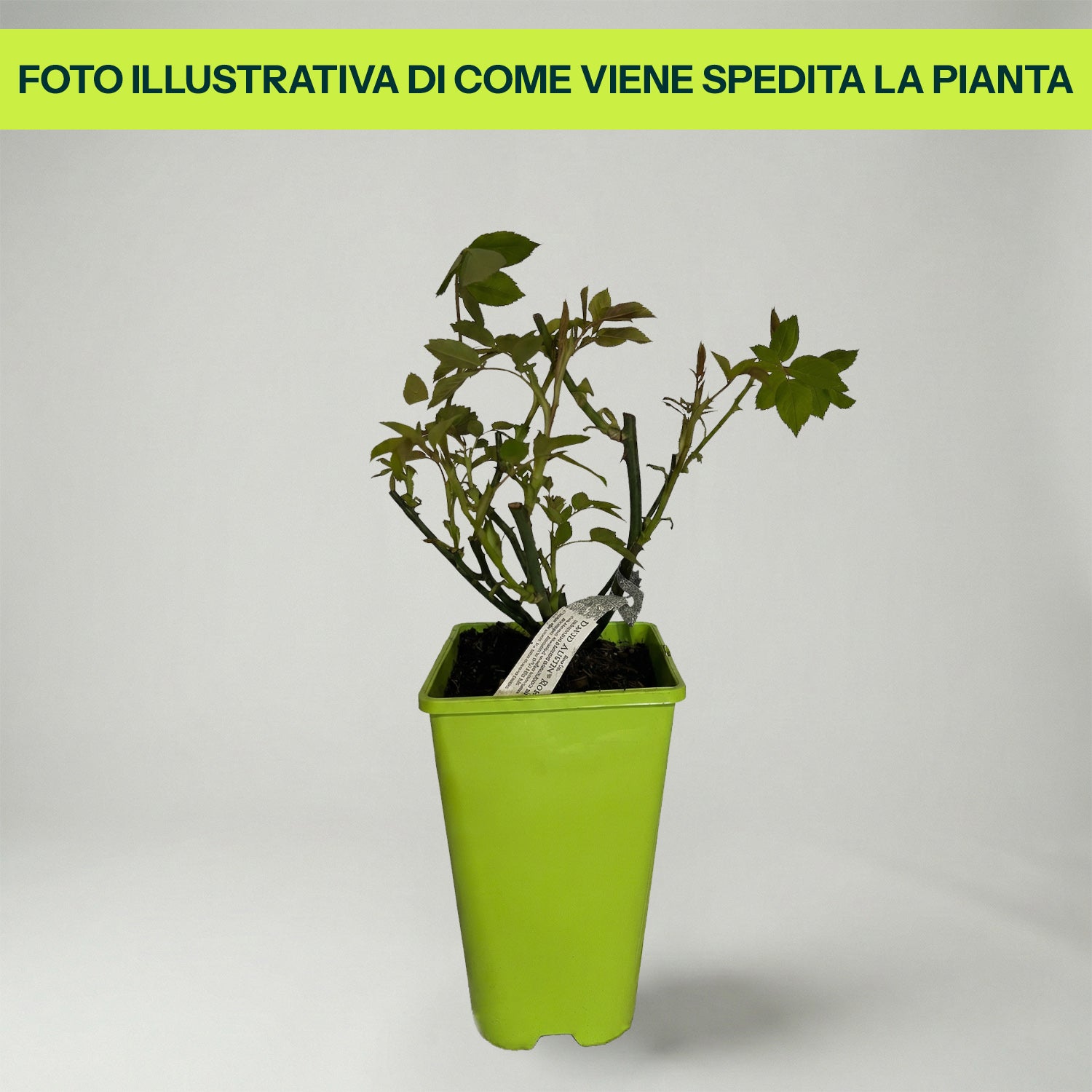 Rosa William and Catherine in Vaso da 19cm