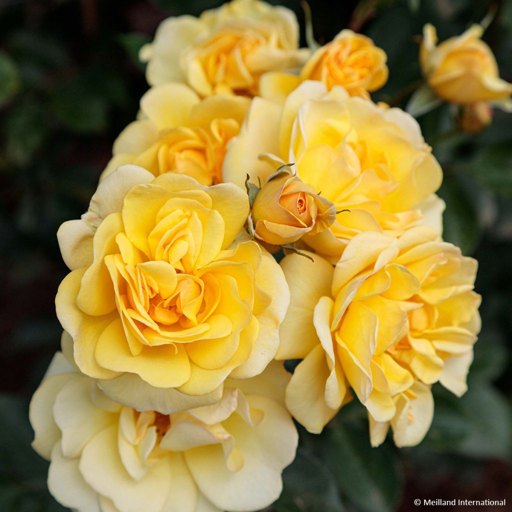 ROSA GOLDEN PAREO RAMPICANTE