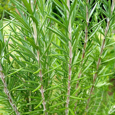 Rosmarino Officinale in Vaso da 25cm