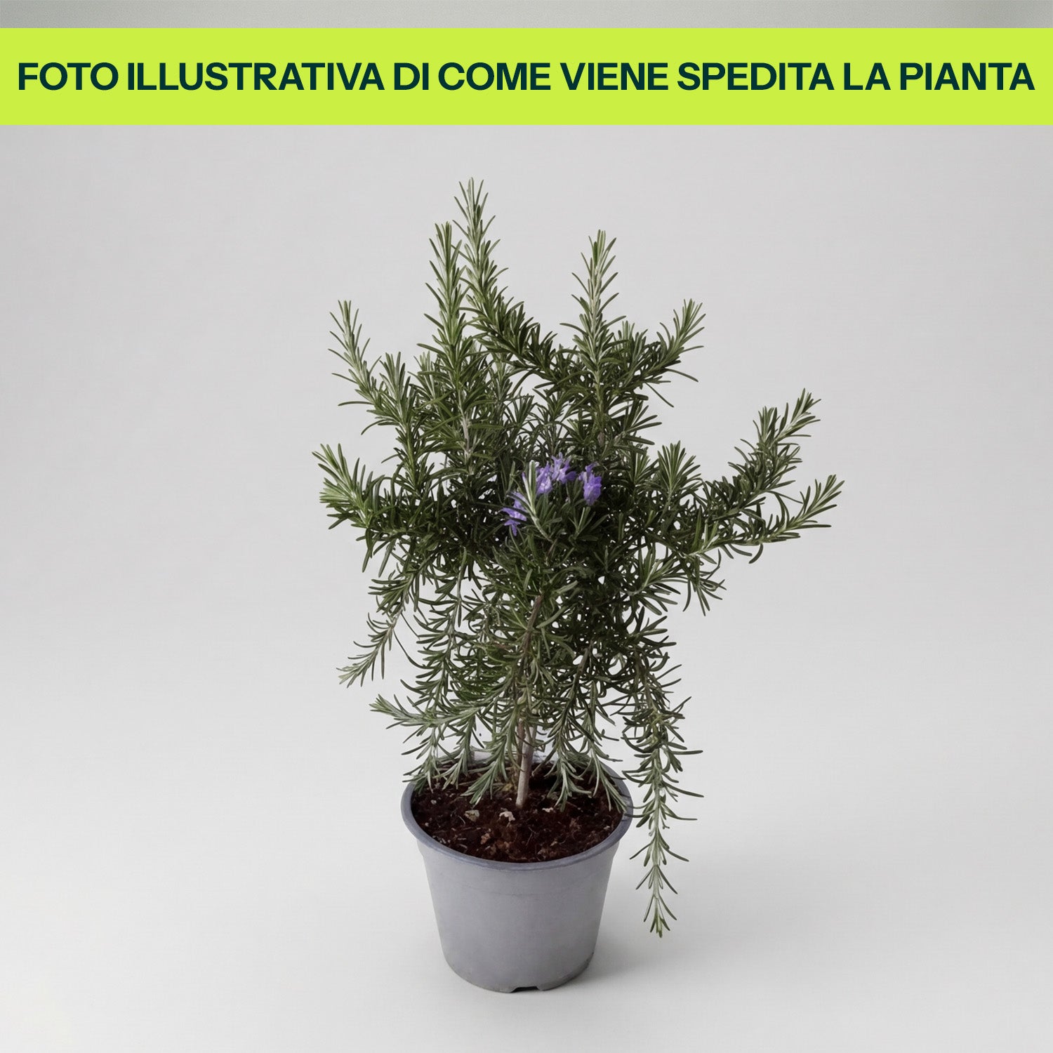 Rosmarino Prostrato in Vaso da 14cm