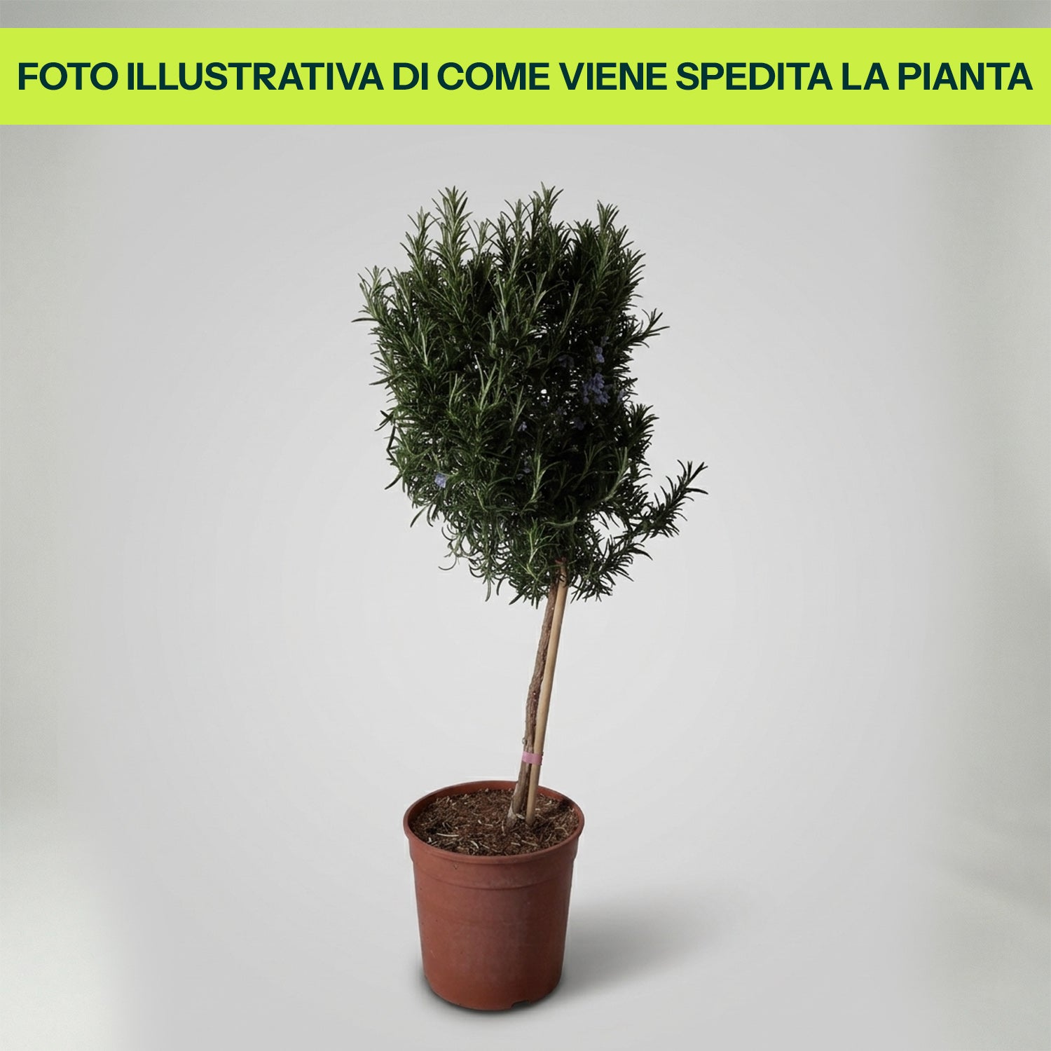 Rosmarino Alberello in Vaso da 14cm