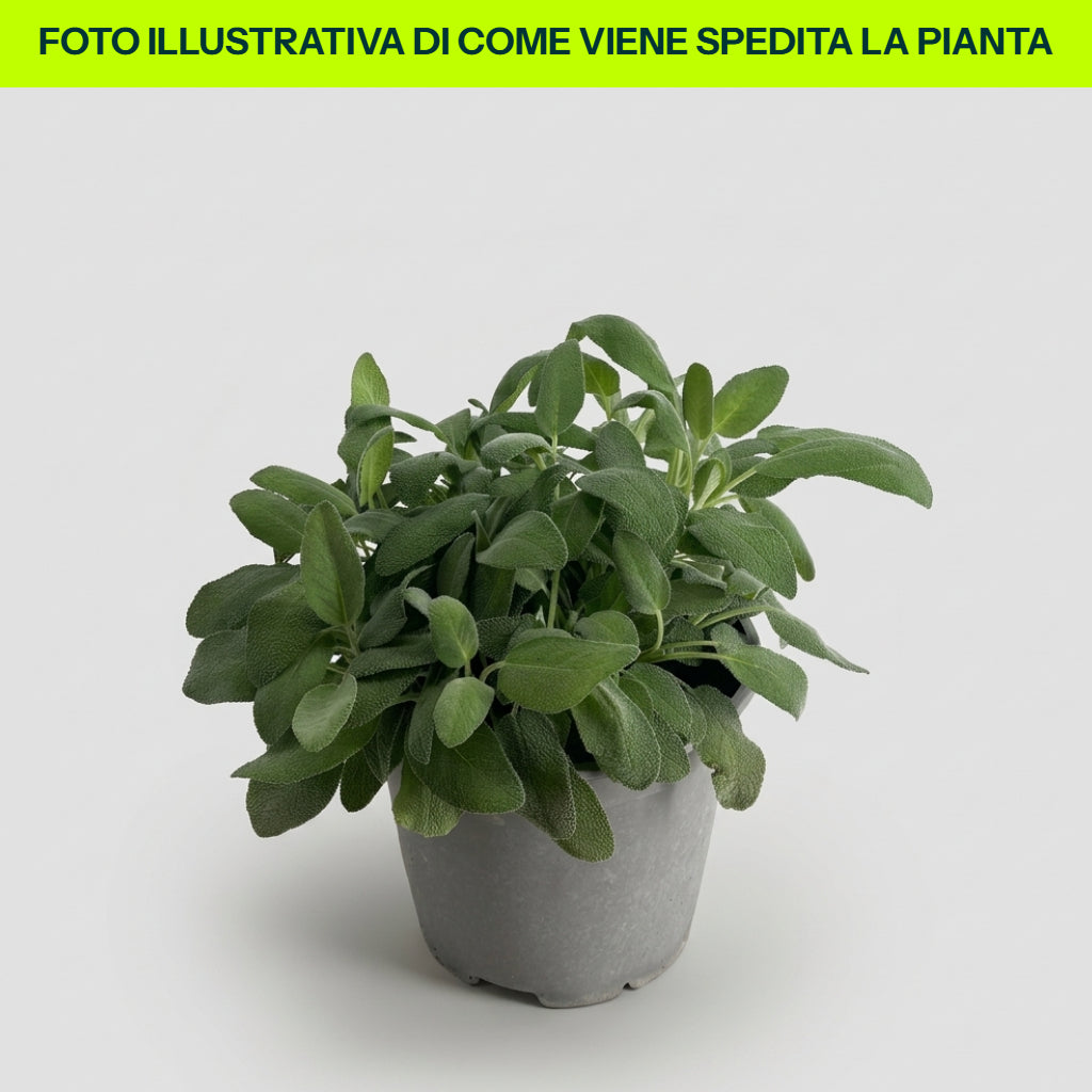 SALVIA IN VASO 18CM