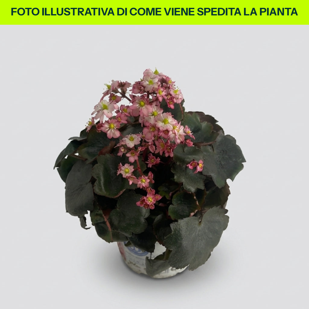Saxifraga Cort. Dancing in vaso da 12cm