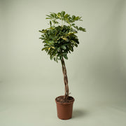 SCHEFFLERA GOLD CAPPELLA IN VASO 24CM