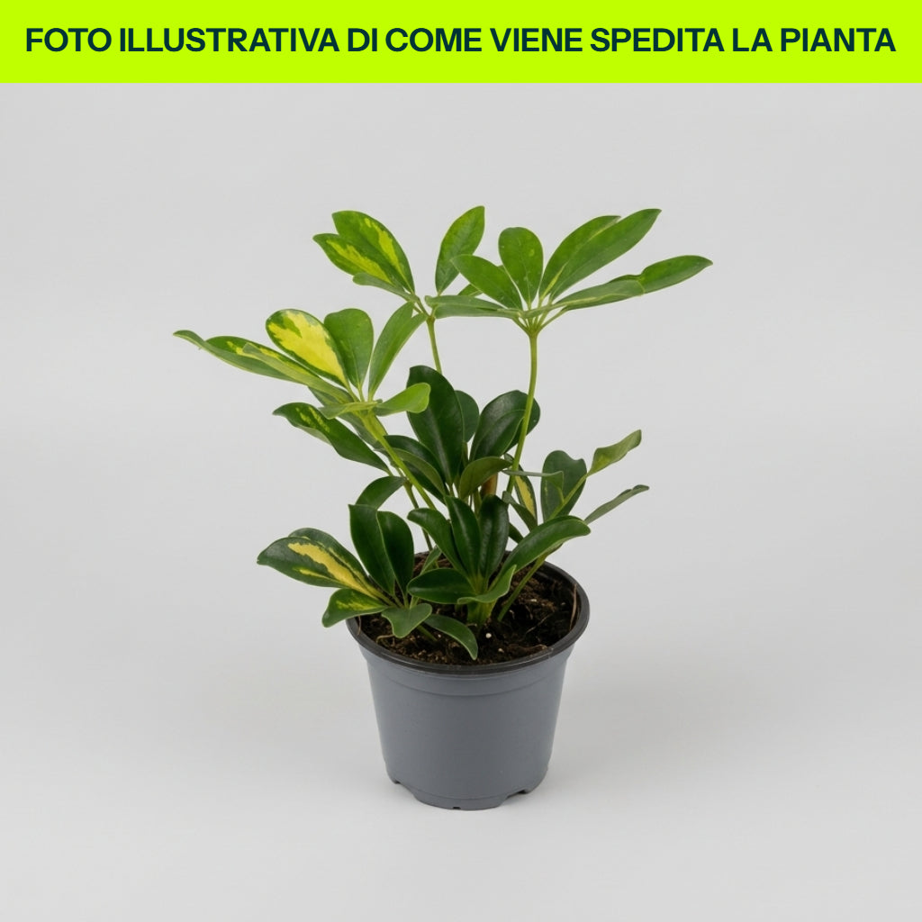 Scheflera Gold Capella in Vaso da 12cm