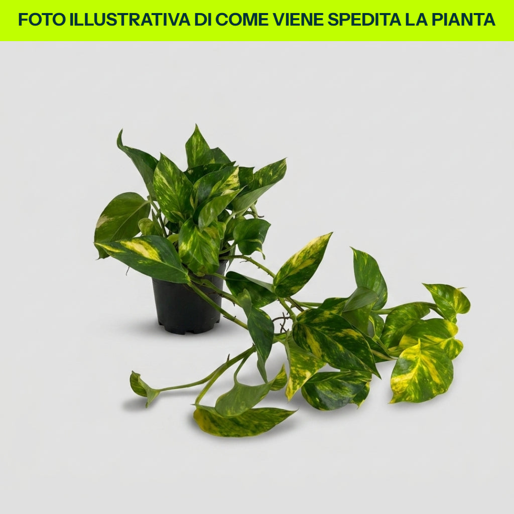 SCINDAPSUS AUREUS 12CM TOPF