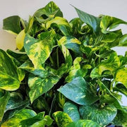 EPIPREMNUM AUREUM POTOS N JOY VASE 12CM
