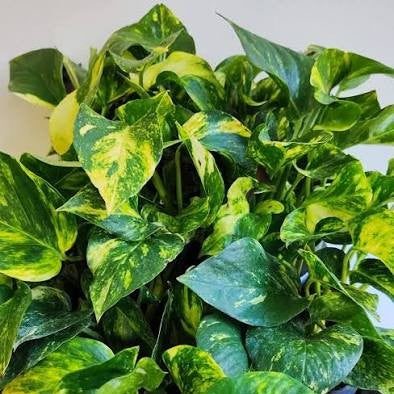 EPIPREMNUM AUREUM POTOS N JOY VASE 12CM