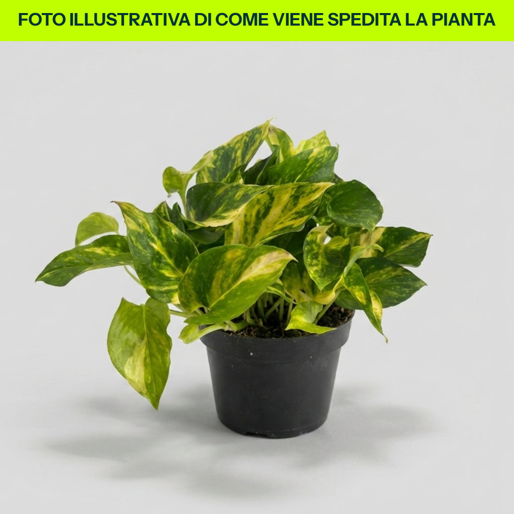 EPIPREMNUM AUREUM POTOS N JOY VASE 12CM