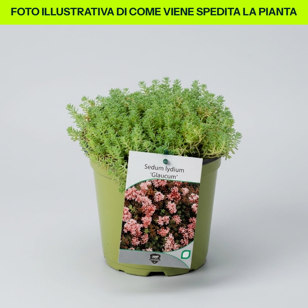 Sedum Lydium Glaucum in vaso da 17cm