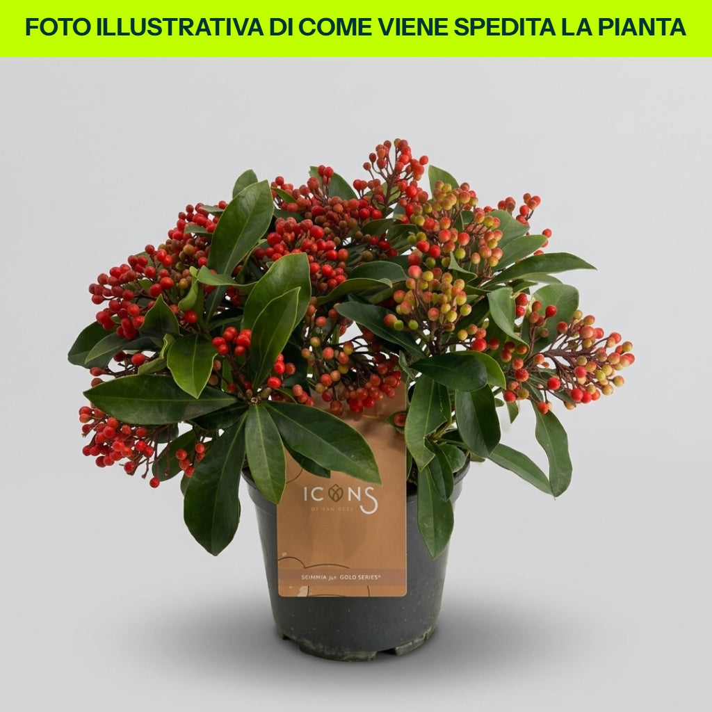 SKIMMIA JAPONICA OBSBOLWI OBSESSION VASE 18CM