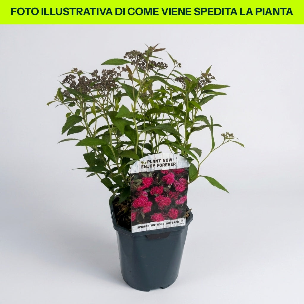 SPIRAEA JAPONICA ANTHONY WATERER VASO 14CM