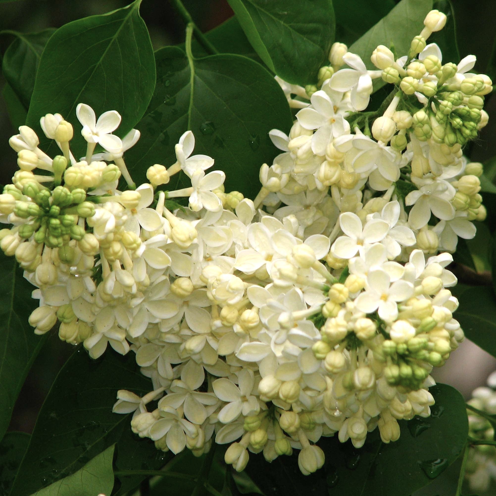 Syringa Primrose in Vaso da 19cm