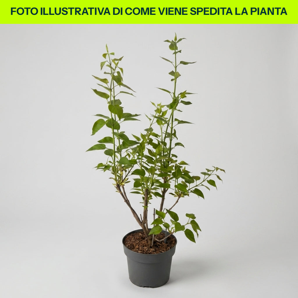 Syringa Primrose in Vaso da 19cm