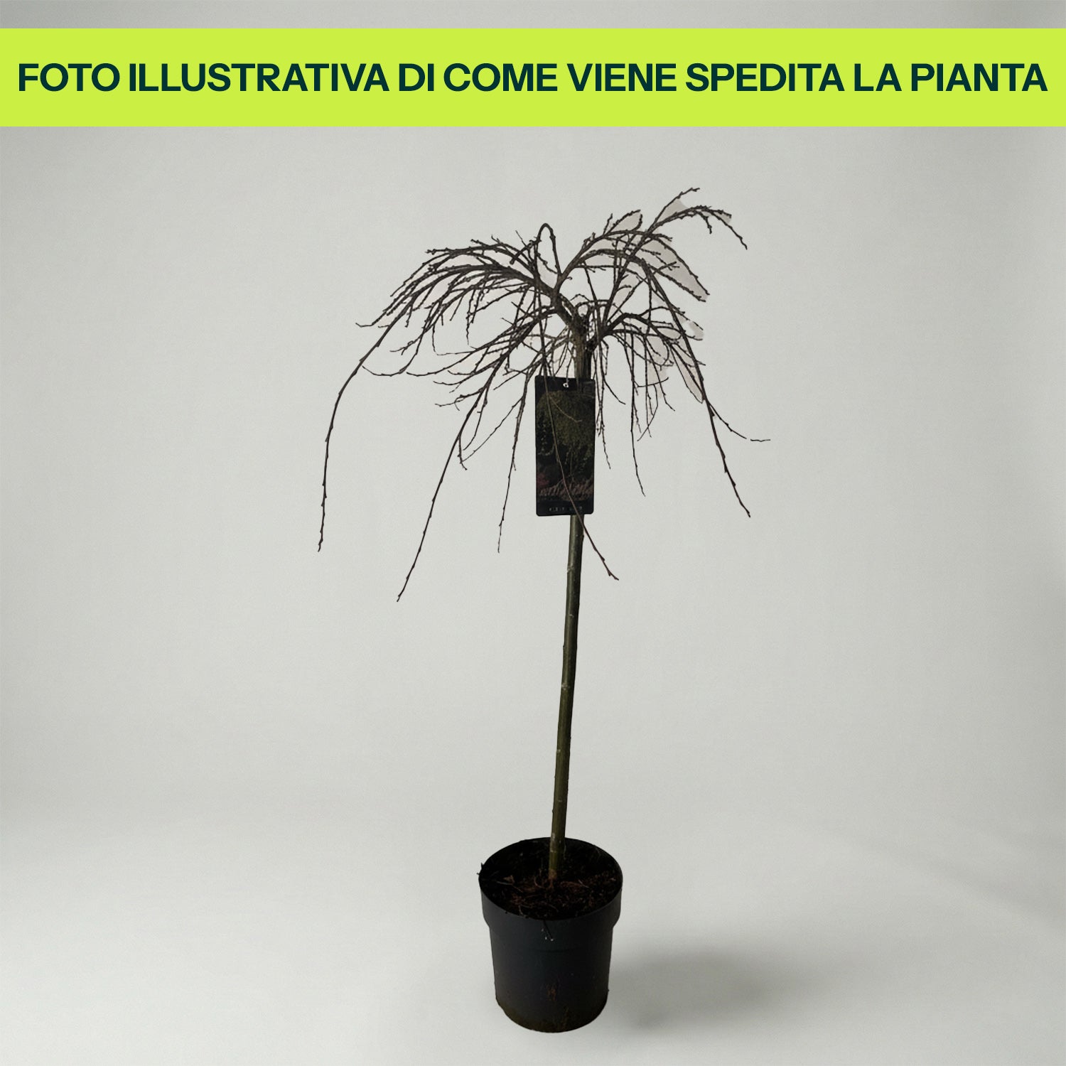 Salix Arbuscula in Vaso da 18cm