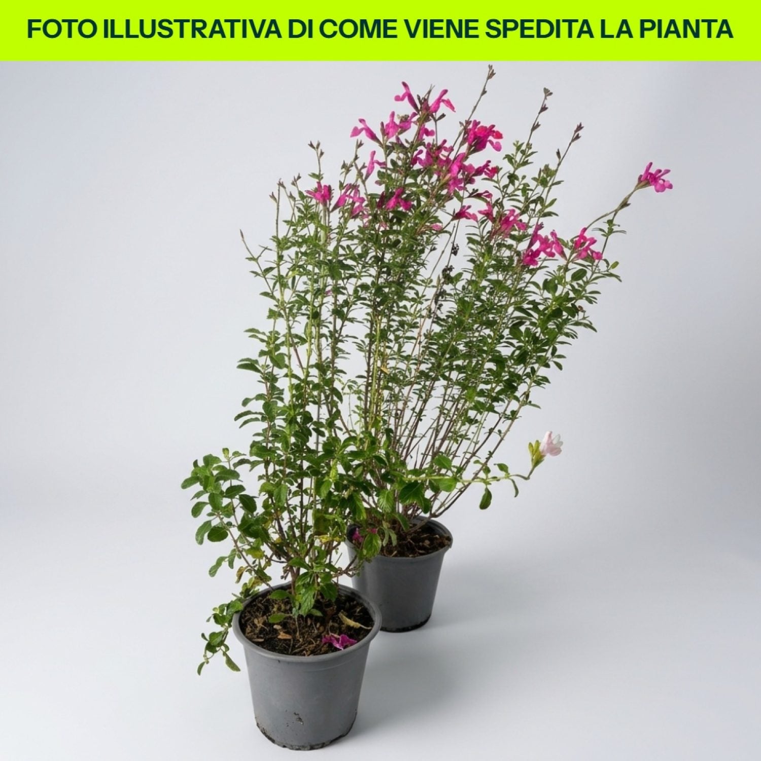 Salvia Nemorosa Sens. Pink in vaso da 14cm