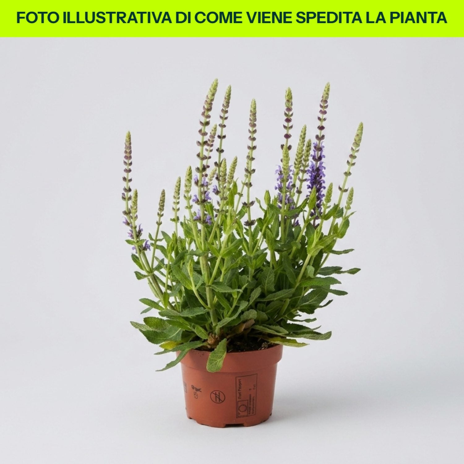 Salvia Nemorosa Sensation Blu in vaso da 14cm
