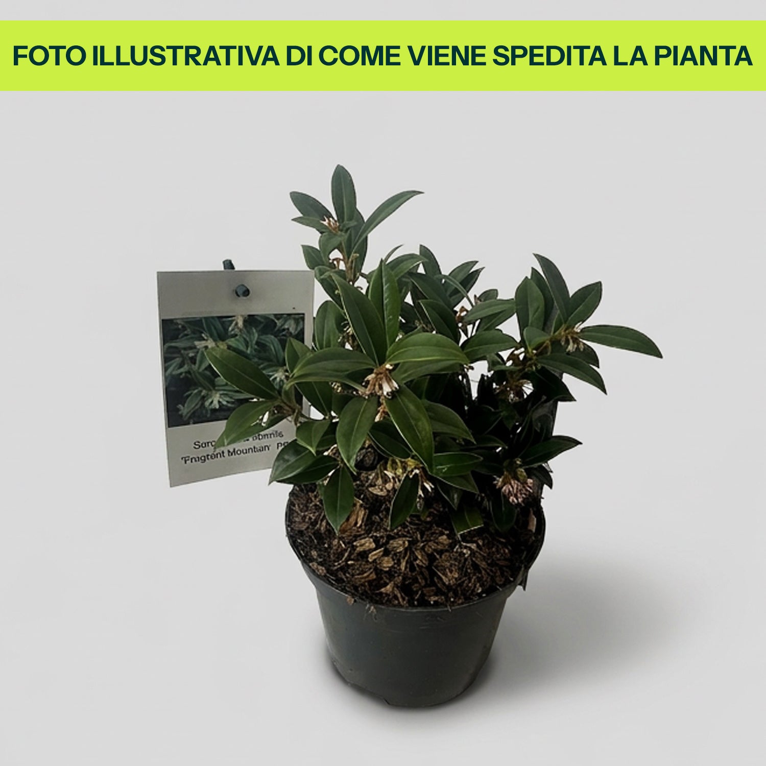 Guzmania Yeltix en pot de 12 cm