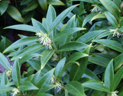 Sarcococca Humilus in Vaso da 17cm