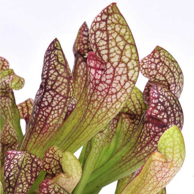 Sarracenia in varietà in Vaso da 12cm