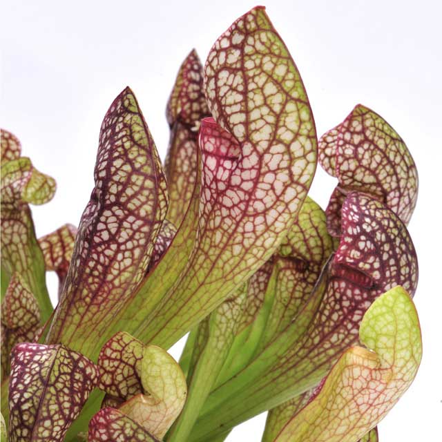 Sarracenia in varietà in Vaso da 12cm